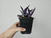 Tradescantia Purple - nuotraukos Nr. 5