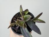 Tradescantia Purple - nuotraukos Nr. 7