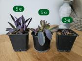 Tradescantia Purple - nuotraukos Nr. 3