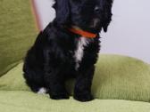 Cavapoo - nuotraukos Nr. 3