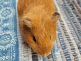 Jūrų kiaulytės - nuotraukos Nr. 4