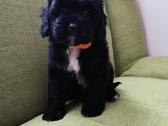 Cavapoo - nuotraukos Nr. 4