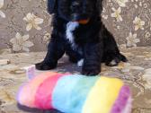 Cavapoo - nuotraukos Nr. 13