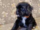 Cavapoo - nuotraukos Nr. 14