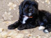 Cavapoo - nuotraukos Nr. 2