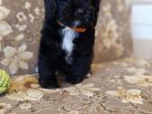 Cavapoo - nuotraukos Nr. 15