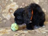Cavapoo - nuotraukos Nr. 16