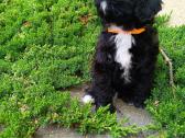 Cavapoo - nuotraukos Nr. 17
