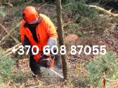 Šakų, Medienos Išvežimas, Sunkvežimis (30m3) - nuotraukos Nr. 17