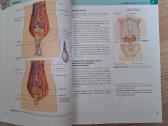 Gray's anatomy - nuotraukos Nr. 5