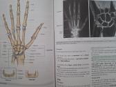 Gray's anatomy - nuotraukos Nr. 7