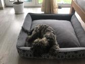 Cavapoo (Kavapoo) suniukas - nuotraukos Nr. 2