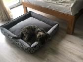 Cavapoo (Kavapoo) suniukas - nuotraukos Nr. 3