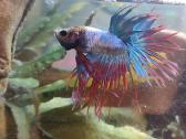Crowntail gaidelis / betta fish