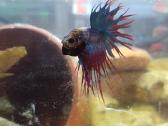 Crowntail gaidelis / betta fish - nuotraukos Nr. 2