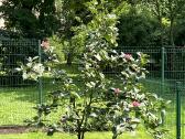 Magnolija