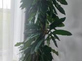 Baltagyslė karpažolė (Euphorbia leuconeura)