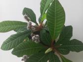 Baltagyslė karpažolė (Euphorbia leuconeura) - nuotraukos Nr. 9