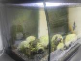 Juwel akvariumas 120 l - nuotraukos Nr. 4