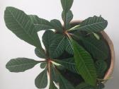Baltagyslė karpažolė (Euphorbia leuconeura) - nuotraukos Nr. 10