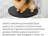 Vokiečių nykštukiniai špicai - nuotraukos Nr. 5