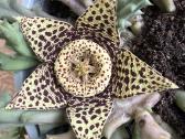 Stapelia Variegata