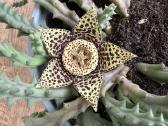 Stapelia Variegata - nuotraukos Nr. 2