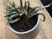 Stapelia Variegata - nuotraukos Nr. 3
