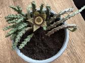 Stapelia Variegata - nuotraukos Nr. 4