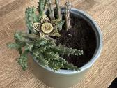 Stapelia Variegata - nuotraukos Nr. 5