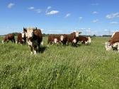 Hereford - nuotraukos Nr. 4