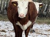 Hereford - nuotraukos Nr. 6