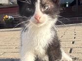Mielas katinukas ieško naujų namų