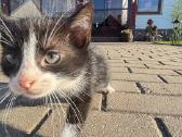 Mielas katinukas ieško naujų namų - nuotraukos Nr. 2