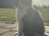 Mielas katinukas ieško naujų namų - nuotraukos Nr. 3