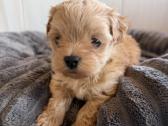 Maltipoo šuniukai - nuotraukos Nr. 6