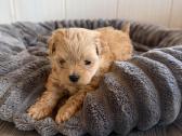 Maltipoo šuniukai - nuotraukos Nr. 7