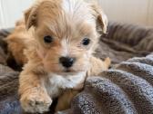 Maltipoo šuniukai - nuotraukos Nr. 4