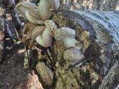 Shiitake rąsteliai, duodantys derlių, didmena - nuotraukos Nr. 2