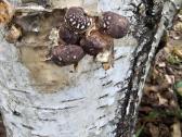 Shiitake rąsteliai, duodantys derlių, didmena - nuotraukos Nr. 4