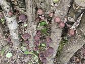 Shiitake rąsteliai, duodantys derlių, didmena - nuotraukos Nr. 5