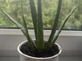 Aloe vera alijošius, alavijas - nuotraukos Nr. 4