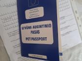 Parduodama nykštukinė trumpaplaukė taksų kalytė - nuotraukos Nr. 7