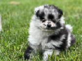 Marmuriniai pomeranijos špiciukai - nuotraukos Nr. 2