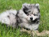 Marmuriniai pomeranijos špiciukai - nuotraukos Nr. 3