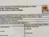 Veršinga Hailendų karvė su kilmės dokumentais - nuotraukos Nr. 2