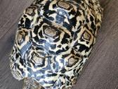 Leopardinis vėžlys