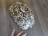 Leopardinis vėžlys - nuotraukos Nr. 3