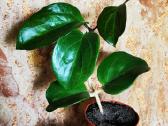 Hoya Surigaoensis - nuotraukos Nr. 2