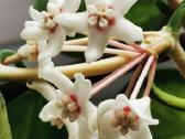 Hoya Australis Lisa - nuotraukos Nr. 4